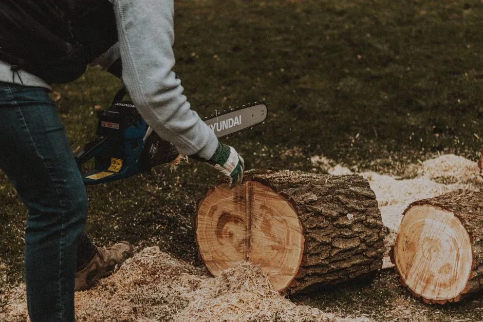 Tronconnage des billes de bois apres abattage, sciure au sol