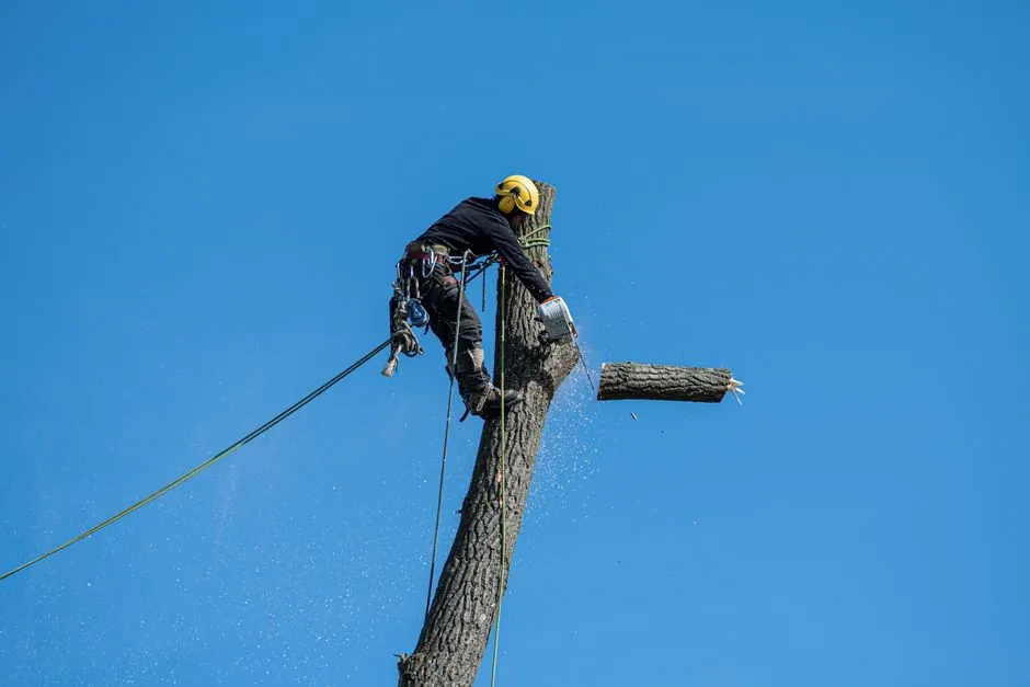 Elagueur grimpe au sommet d'un grand arbre, sectionne une branche en securite avec ses cordes